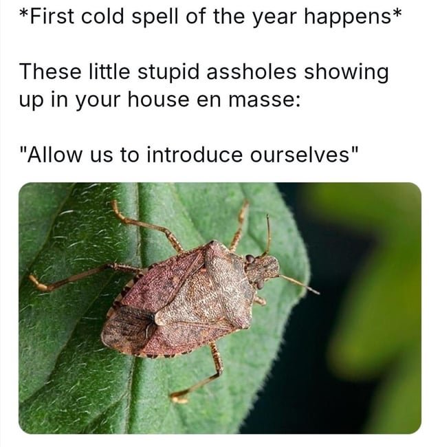 Spider season? Nah, now it’s the season for THESE bastards.