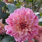 Dahlia Garden at Volunteer Park