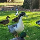 Anyone know the story of the big duck at Greenlake? I heard about her and finally had my first sighting. Was she an abandoned pet?