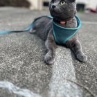 Missing cat in the Eastlake area