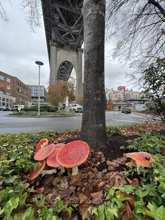 Aurora Bridge mushrooms this morning 🍄
