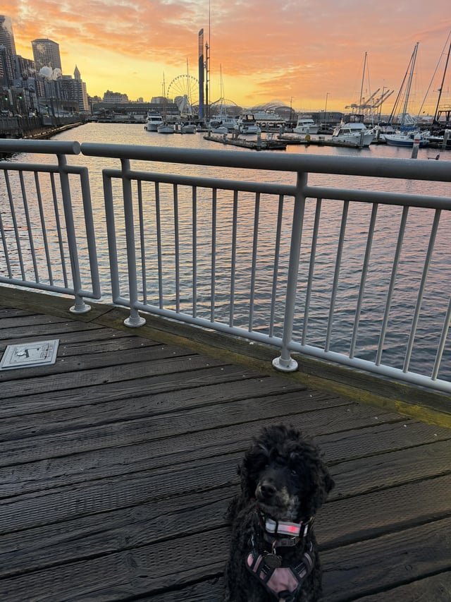 Good morning Seattle 🐶