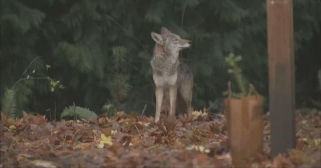 Coyote trapped, killed following ‘dangerous encounters’ at Seattle arboretum