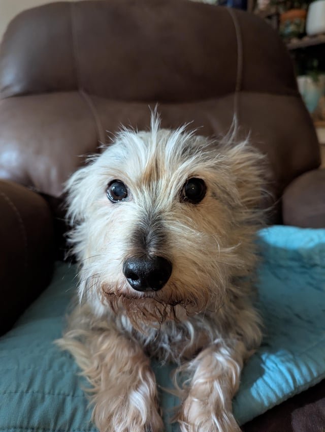 Lost Schnoxie