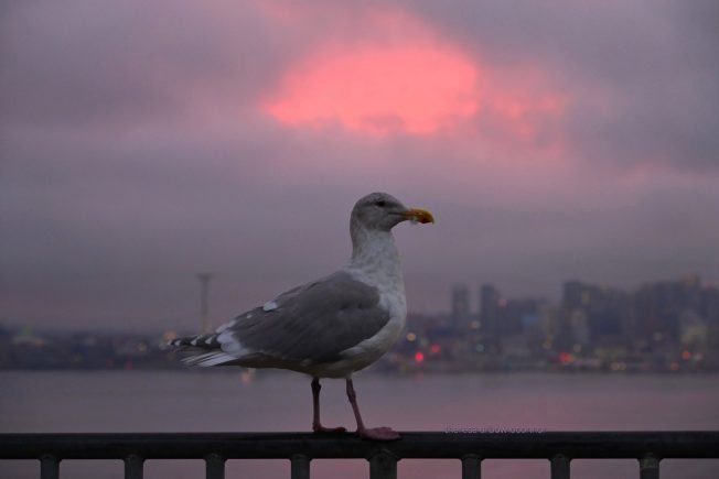 What’s up for your West Seattle Saturday, from our Event Calendar and Holiday Guide!