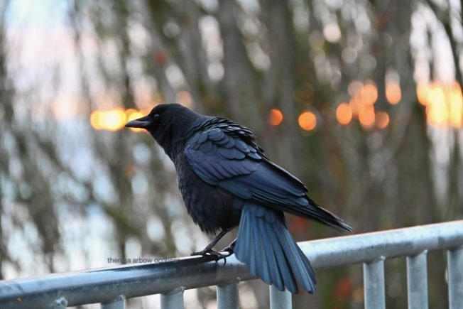 17 things to know for the rest of your West Seattle Tuesday