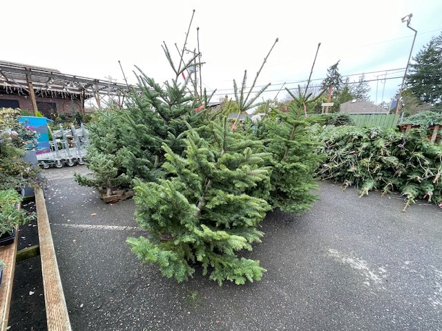 After the turkey, the trees: Where to find yours in West Seattle