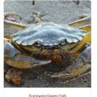 Environment: The Invasive European green crab is expanding in Washington … we can help by reporting sightings.