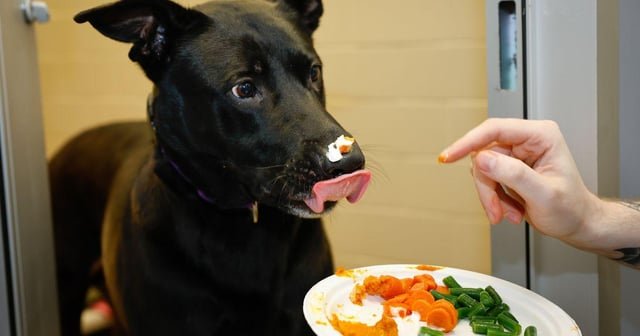 Seattle Humane treats shelter animals to a Thanksgiving feast