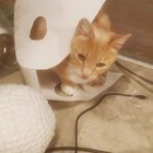 Lost Cat – Othello