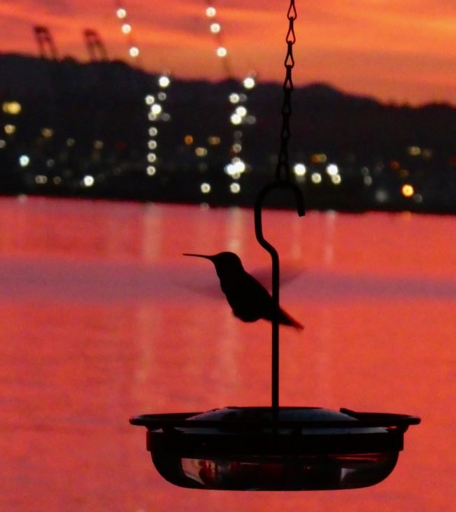 West Seattle Thanksgiving Day 2025 info: Coffee, restaurants, grocery stores, free community dinners, running/walking/dancing, more!