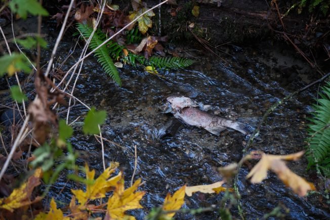 Community visitors outnumber spawning salmon during this year’s Fauntleroy Creek watch