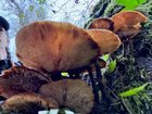 Found lots of fungi on this fabulous fall Friday. 31 miles around…well. Everywhere. Welcome to the weekend, everyone :)