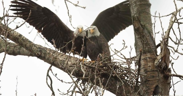 Winds of Change – (Breeding Bald Eagles – Monty and Marsha)