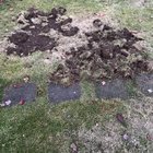 Any idea what could’ve done this to my yard?