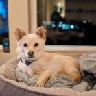 Sweet tripod dog up for adoption!