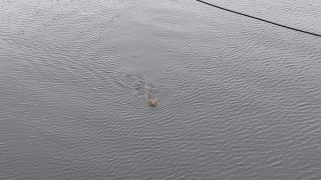 Beaver at the Fairview ave N footbridge Friday morning.