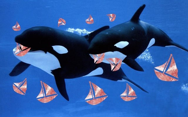 Picky Orca Calf Won’t Eat Rich Unless Cut Into Little Yacht Shapes