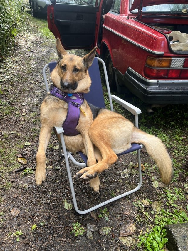 Lost dog – Shoreline near 23rd Ave Ne and 145th