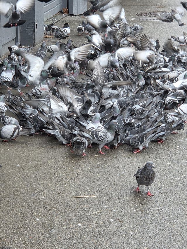 Large Pigeon Crowd Today