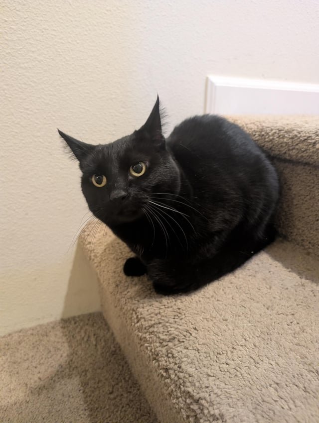 Found little black cat – Northgate/Aurora