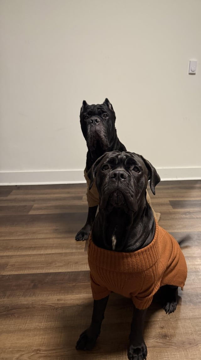 Dog Sitters?