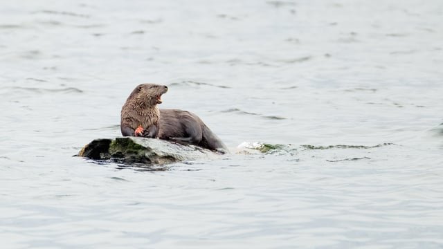 Celebrating Seattle Salmon Week