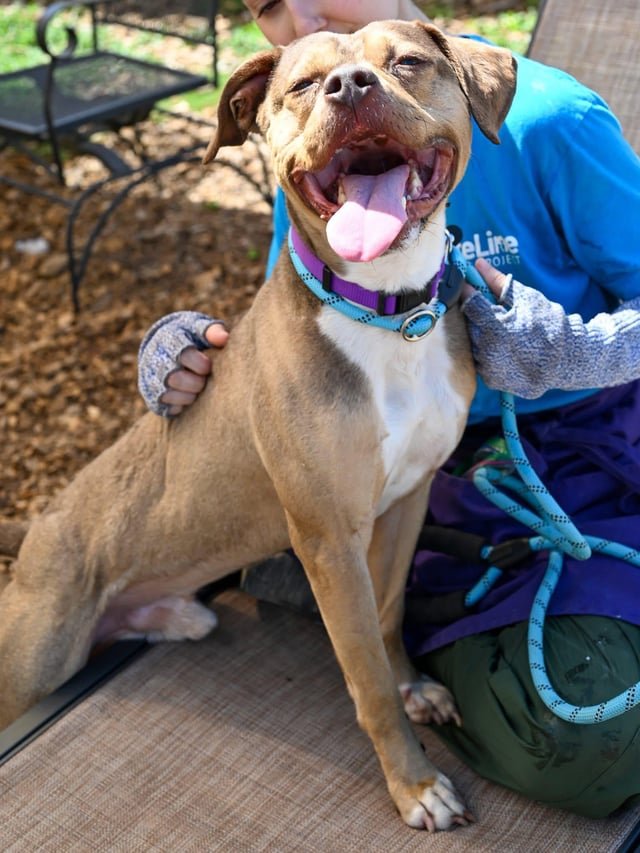 🚨URGENT🚨 Rescue help needed for dog