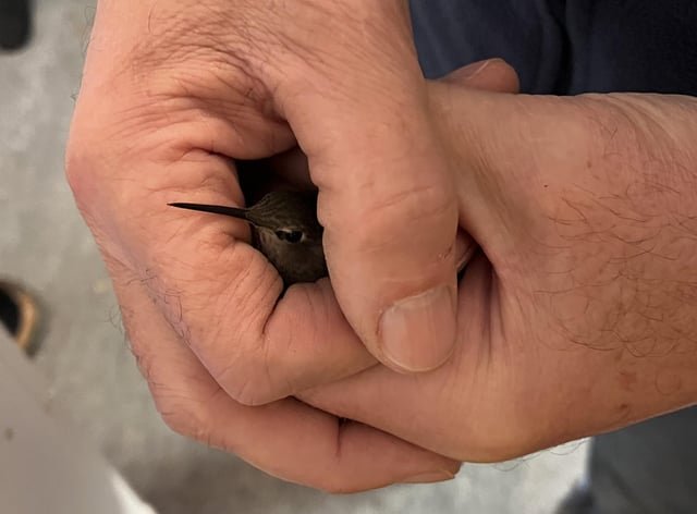 Hummingbirds still in WA
