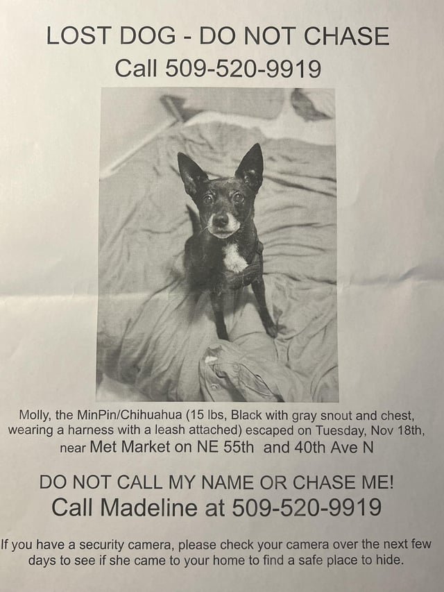 Lost Doggo