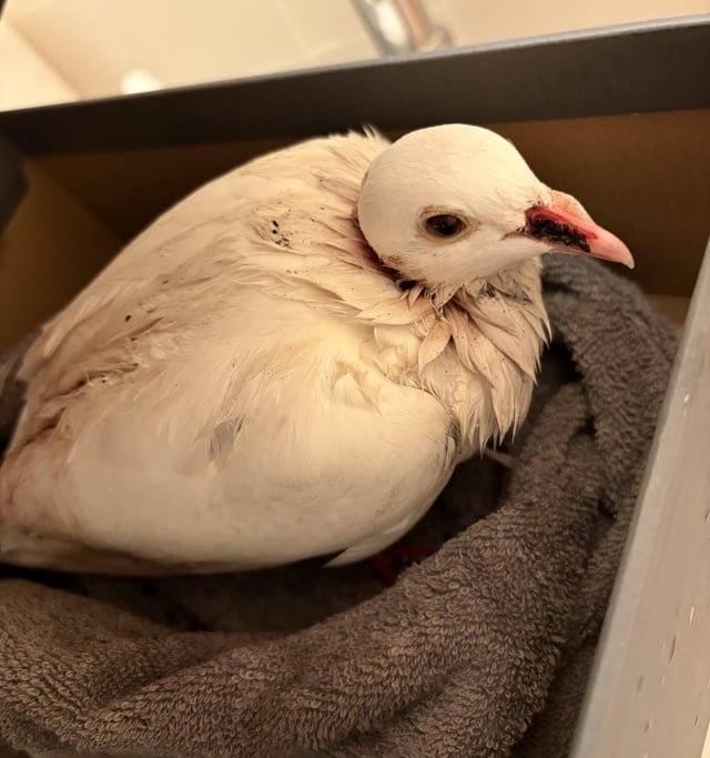 Found: Injured White Domesticated Pigeon