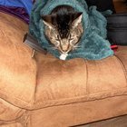 Found Cat?