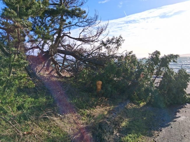 WEST SEATTLE WEATHER: Another wind alert starting at noon
