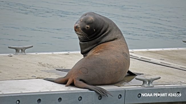 FOLLOWUP: About the sea-lion sightings at Don Armeni Boat Ramp