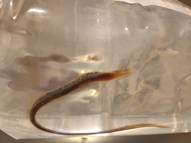 Free Tiger Moray Eel (Pet – Aquarium) – FREE