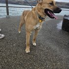 foster dog lost on Capitol Hill