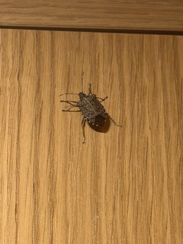 Why are there only ever one of these things in the house, and how do they teleport out of nowhere?