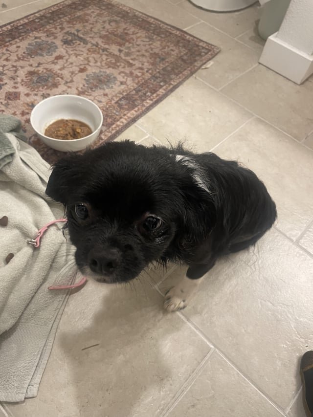 ‼️Lost dog‼️