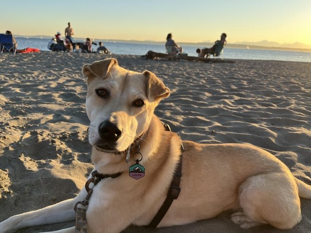 Please help find dog taken near Pike Market