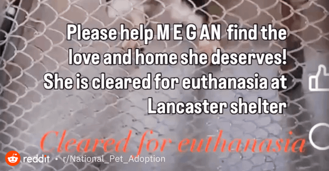 Megan is 3 months old! A puppy super cute needs help now!