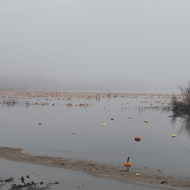 The floating pumpkin patch in Kent.