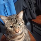 Lost Cat in South Burien