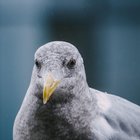 this dude has been hanging out on my balcony and yelling at my cat