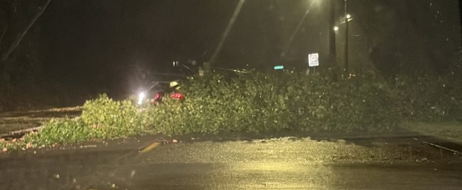 WEST SEATTLE WEATHER: Tree down in Seaview