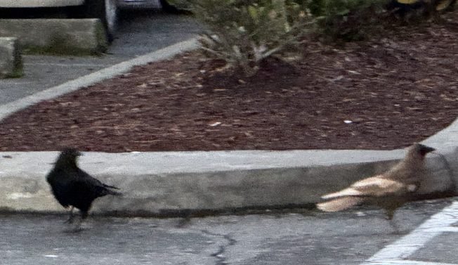 WEST SEATTLE BIRDS: Nine new views