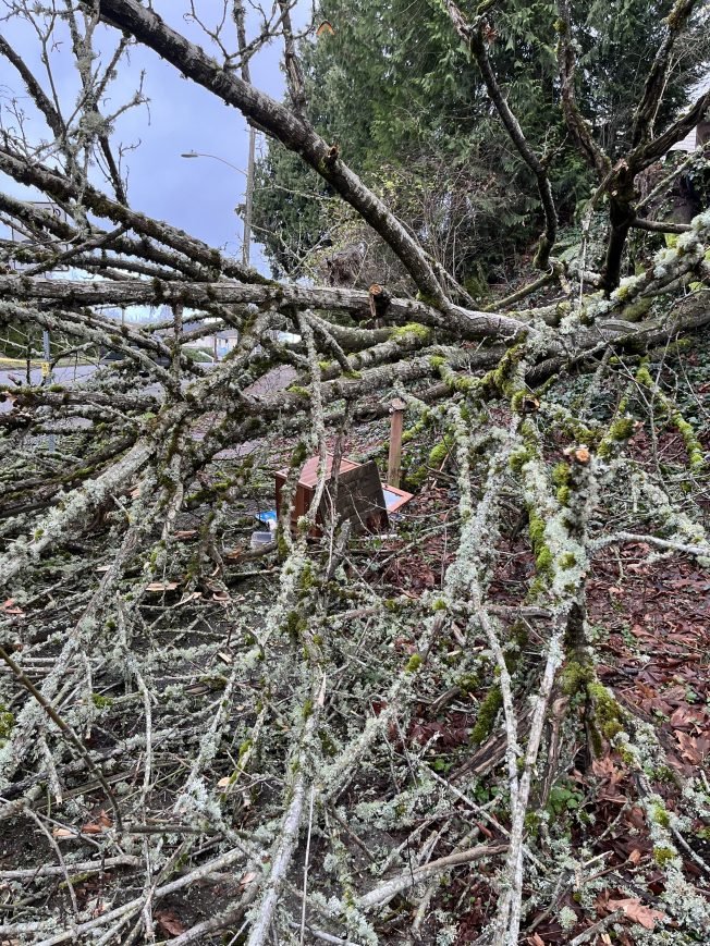 WEST SEATTLE WEATHER: Tree takes out Little Free Library