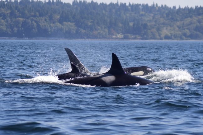 WEEK AHEAD: If Southern Resident Killer Whales are in local waters, Mark and Maya Sears likely are too. Hear from them at The Whale Trail’s winter gathering Thursday