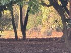 Coyote at Volunteer Park