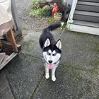 found dog 26th & roxbury
