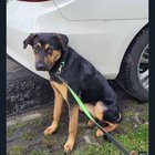 Found dog at Greenlake